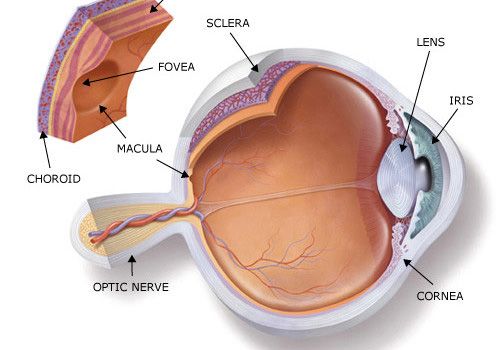 Patologie della retina